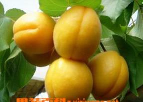 杏子的营养价值和食用功效作用