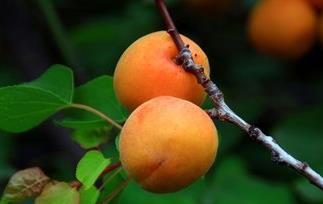 杏子的功效与作用 杏子的食用禁忌