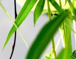 垂柳树叶的功效与作用及药用价值