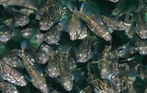 石斑鱼 饲养管理 方法