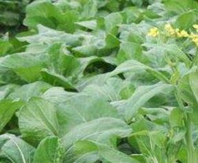 白菜苔和菜心的区别 白菜苔的常见吃法