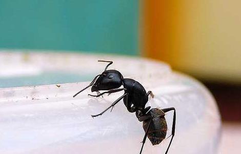家里有蚂蚁怎么办？