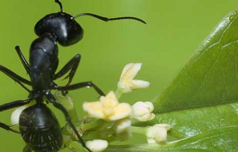 黑蚂蚁能治阳痿吗？