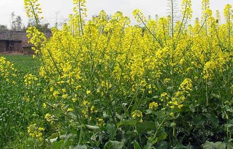 油菜栽培技术