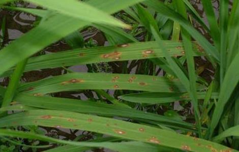 水稻种植稻瘟病防控技术