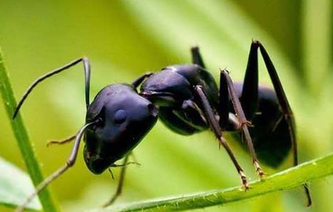 黑蚂蚁怎么吃？