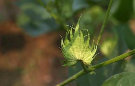 棉花种植时间