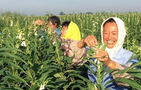 芝麻的种植方法