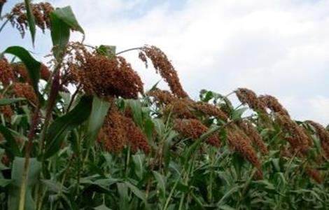 田间管理 高粱 种植