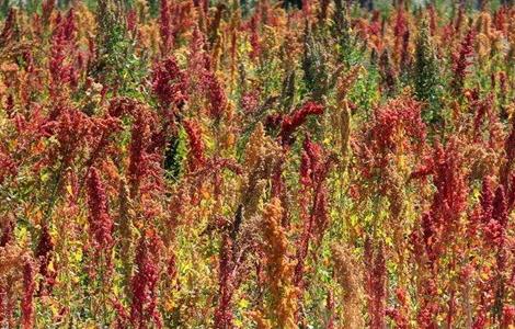 藜麦 种植 技术