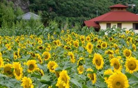 向日葵 花蕾期 管理要点