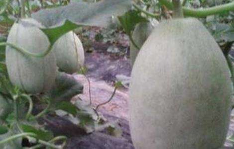 白兰瓜种植技术