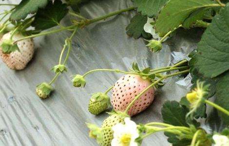 菠萝莓的生长环境