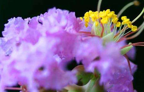盆栽紫薇花怎么养？