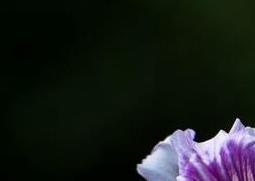 如何区分紫荆花与羊蹄甲花