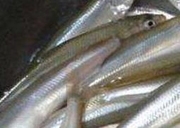 长江子鱼的功效与作用及食用方法