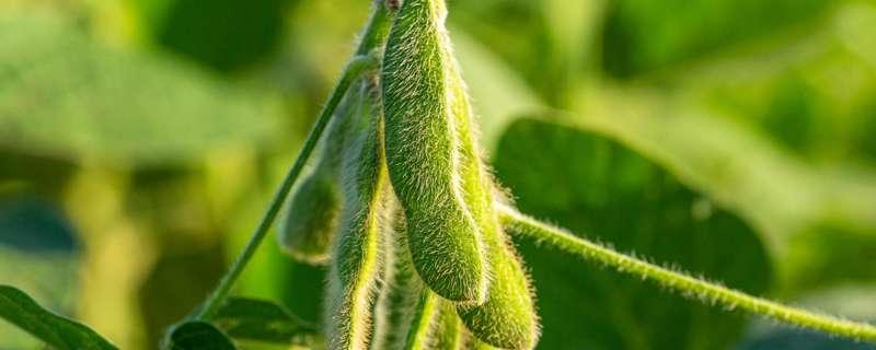 大豆种植时间和方法