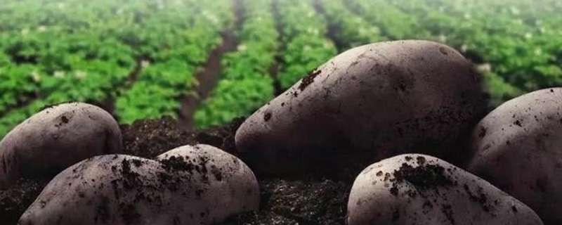 黑土豆种植技术有哪些