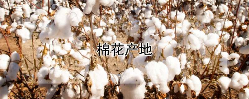 棉花产地
