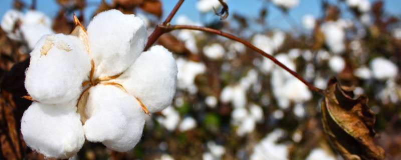 棉花的种植时间与方法