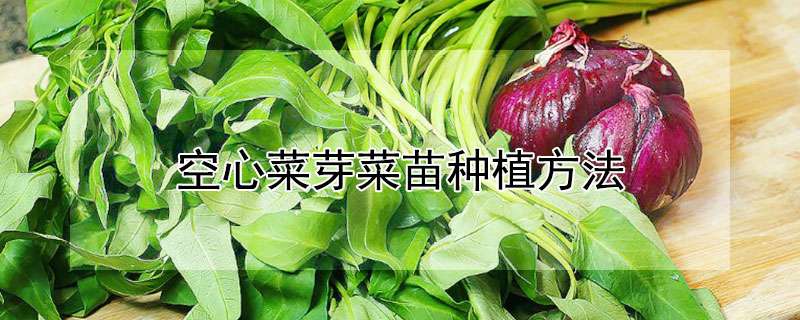 空心菜芽菜苗种植方法