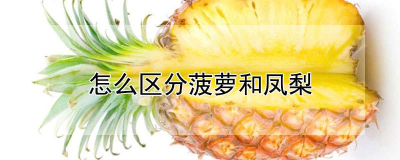 怎么区分菠萝和凤梨