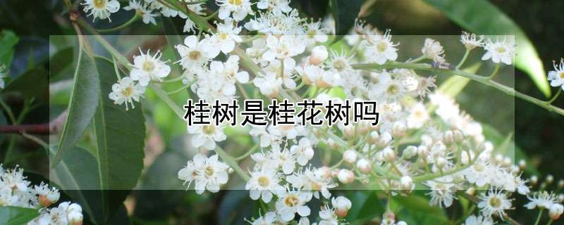 桂树是桂花树吗