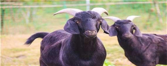 体型最大黑山羊品种