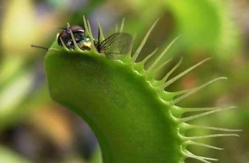 食虫草图片