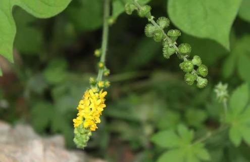 日本龙芽草