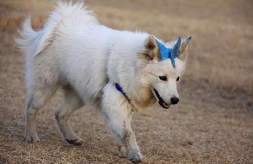 狐狸犬种类图片大全