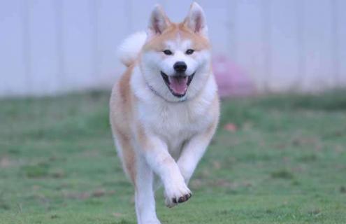 秋田犬