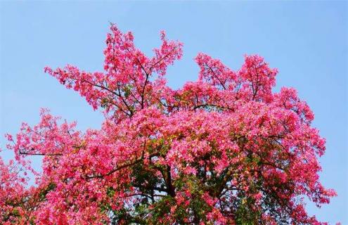 木棉花简介