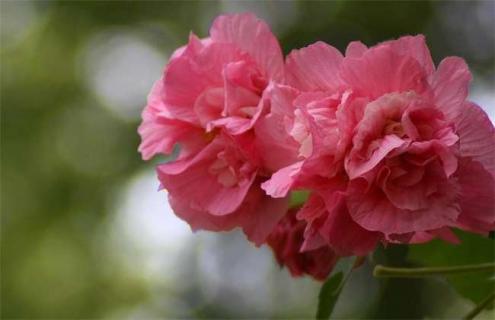 木芙蓉简介及图片大全