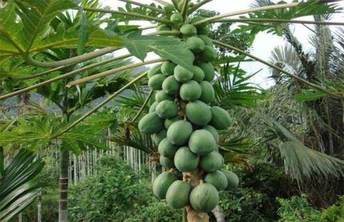木瓜常见品种及图片
