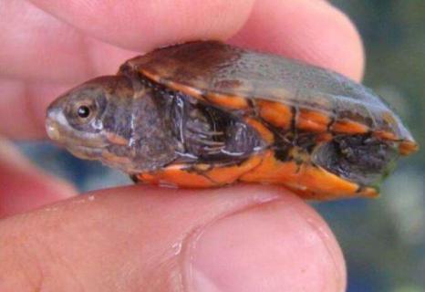 红面蛋龟可以深水养吗