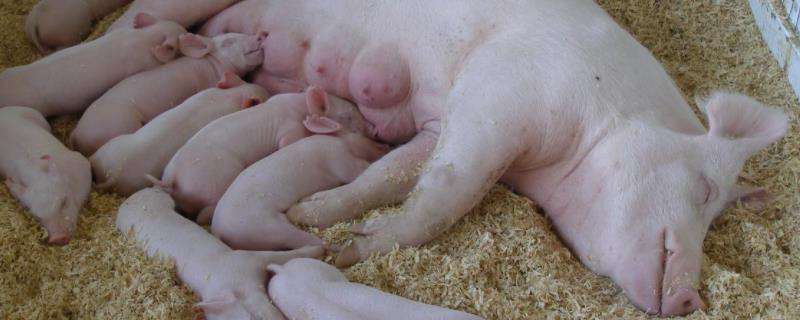 母猪养殖技术，喂食量根据具体生产阶段做出调整