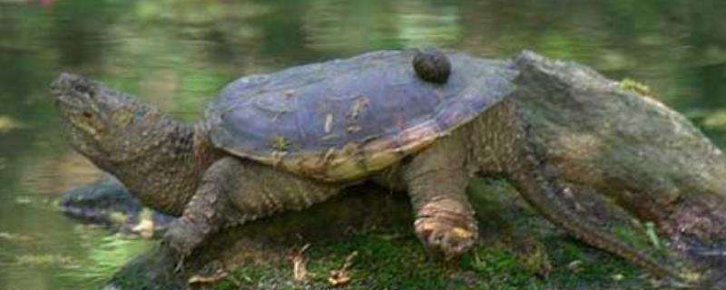 北美拟鳄龟的养殖方法，北美拟鳄龟有哪些种类