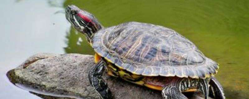 炫彩小乌龟的养殖方法，注意做好这五点