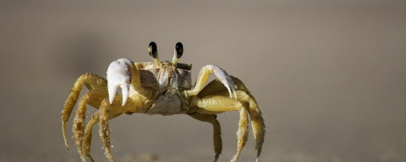小螃蟹该如何养活，小螃蟹怎么吃