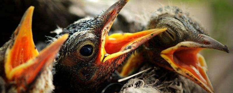 雏鸟怎么养，需少量多次进行喂食