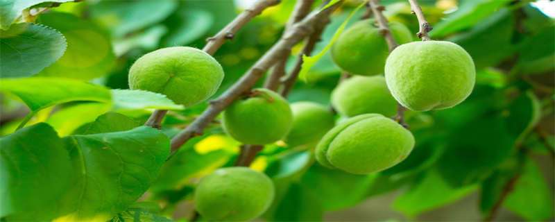 杏树种植方法