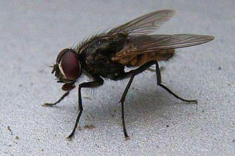 苍蝇能吃吗？蚊子能吃吗？