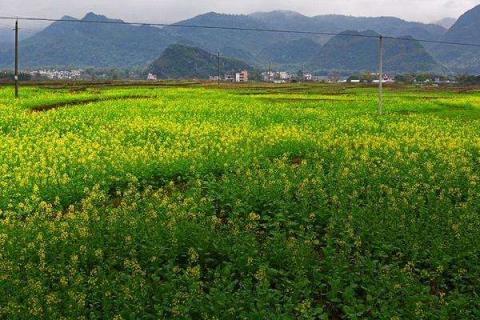 油菜地用什么除草剂