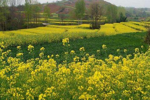 油菜地用什么除草剂