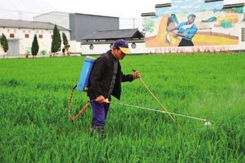 麦子除草剂什么时候打