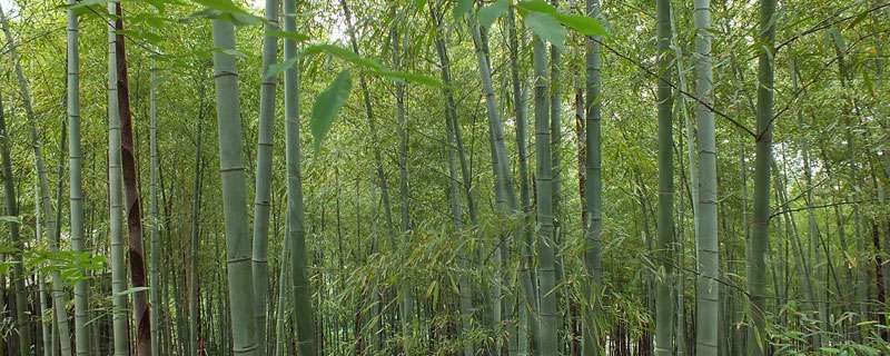 环嗪酮杀竹子怎么用？3至8月用水剂喷洒灌根或颗粒剂撒施
