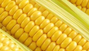 玉米种植管理方法