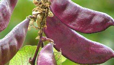 扁豆种植管理方法