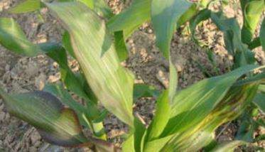 玉米缺磷的症状